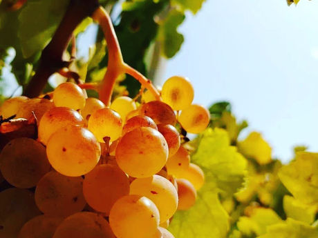 Il VINO GRECO DI BIANCO- RC