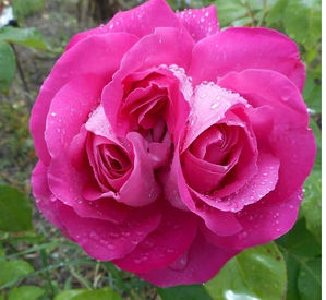 Rosa Dombeschina