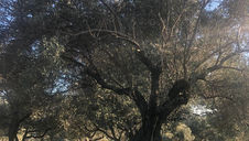 Oleifici torchia (CZ)