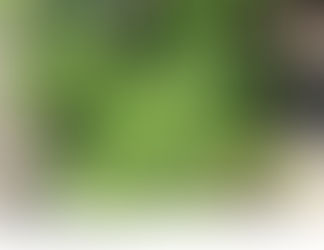 Liquirizia: radice millenaria dalle preziose virtu'.