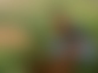 Azienda Agricola Lorenzo Pupo