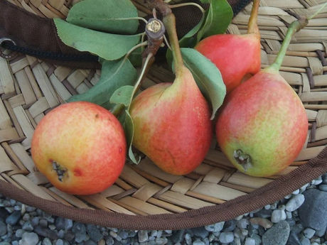 Il pero di Gesù Bambino