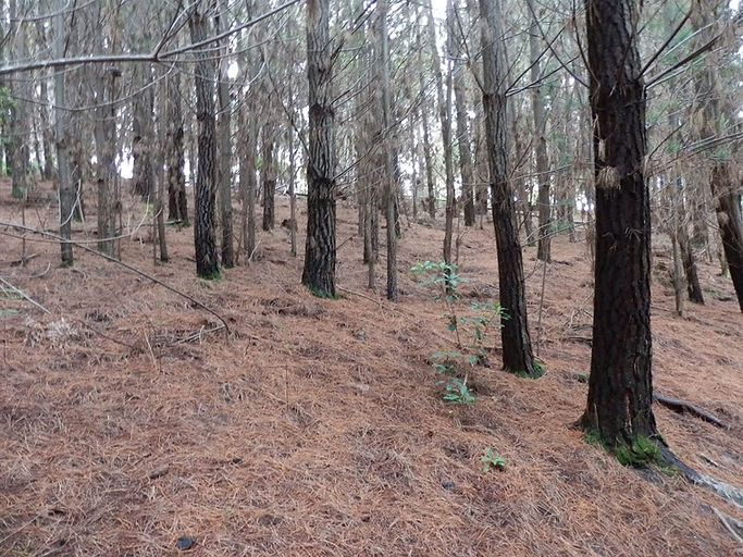 Pine Trees Hillview Quarries