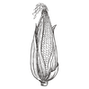 blé