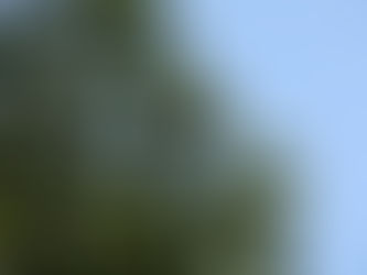 Chilean Trees Around the World book