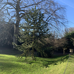 Carmen Gloria Heap Ickworth Suffolk.jpg
