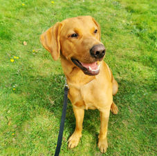 Home pet euthanasia Neath.jpg