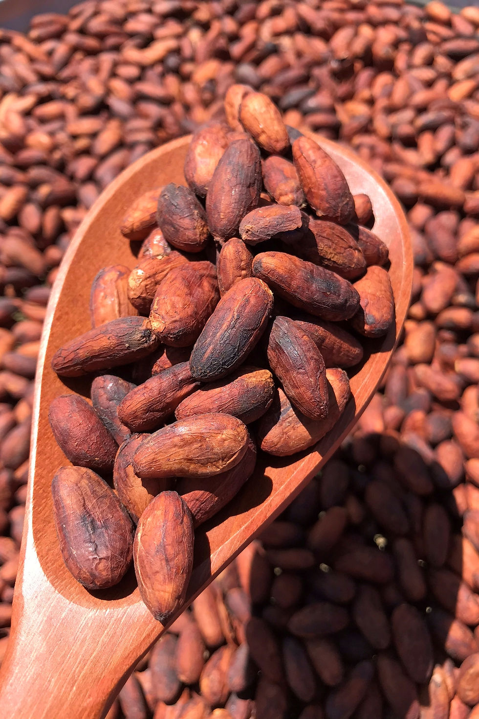 Miniatura: Cacau fino - 1kg