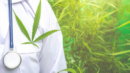 Doctor in a white coat with a stethoscope and a cannabis leaf attached, standing in front of green cannabis plants, symbolizing the medical use of cannabis and the process of obtaining a medical marijuana card.
