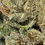Thumbnail: SOUR APPLE - TOP SHELF - IND/HYB 60/40 - (AimHighGrow)