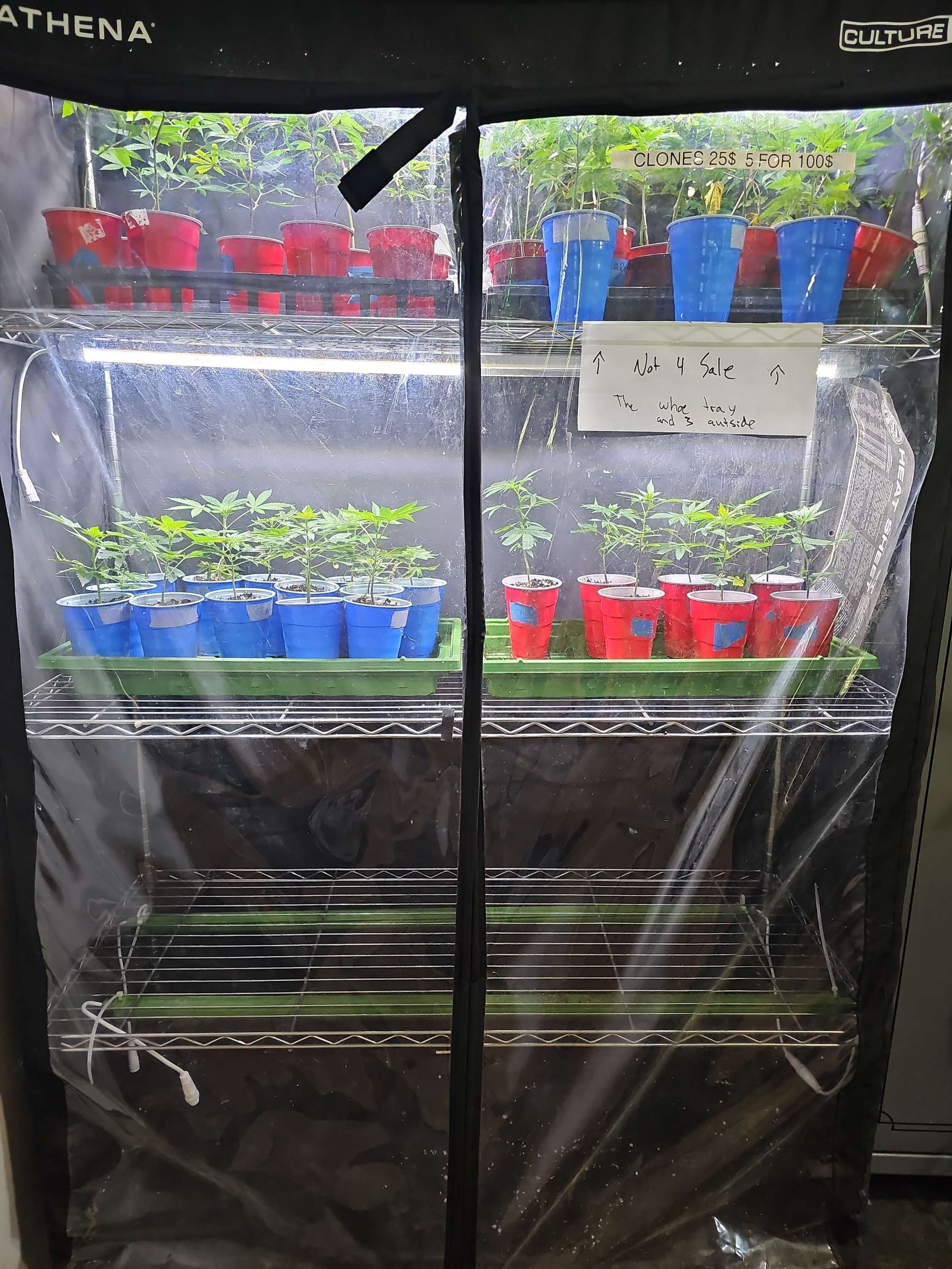 Clones - Assorted