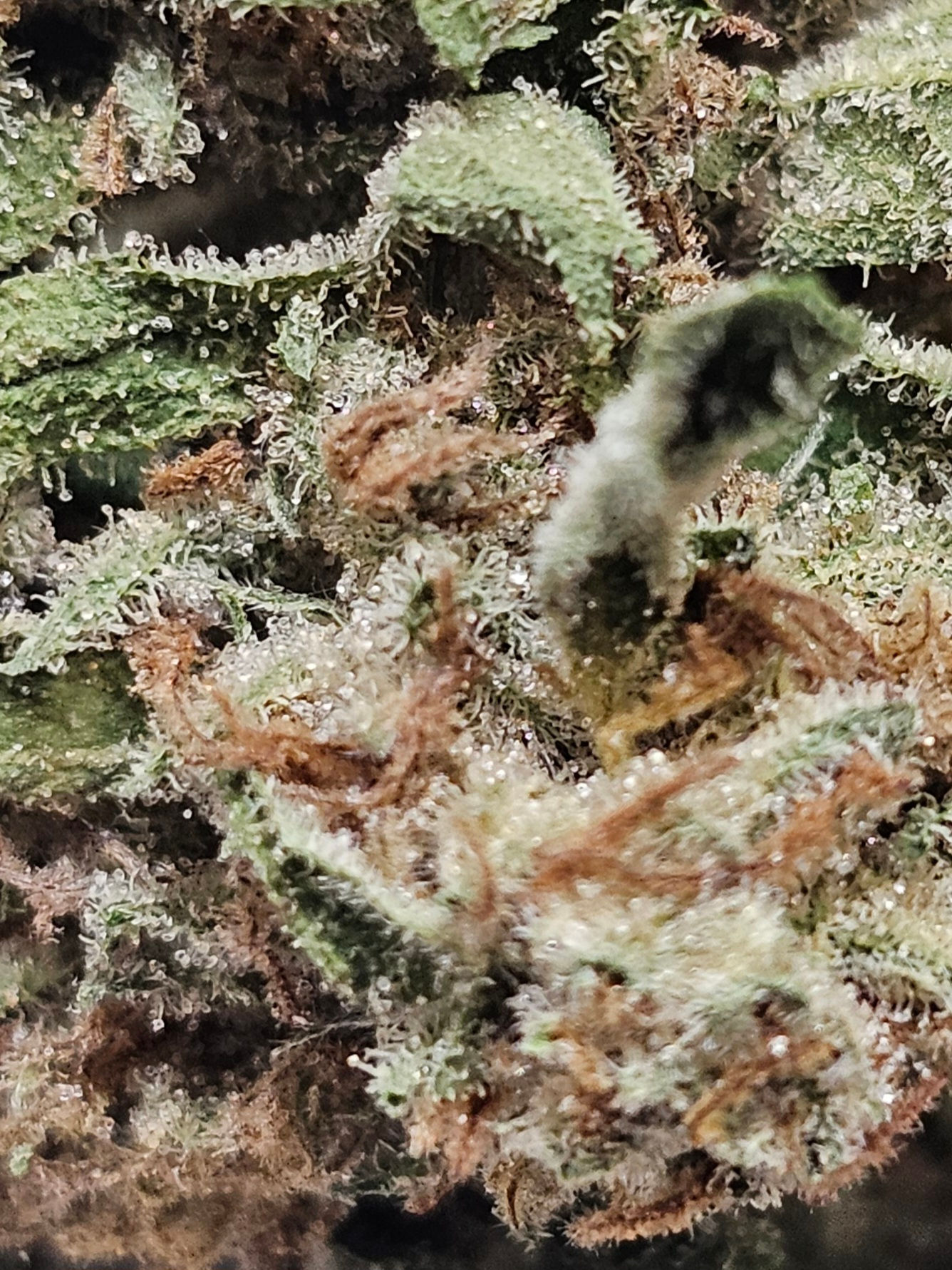 1oz - BRUCE BANNER  - HIGH - SAT/HYB 60/40 - (AimHighGrow)