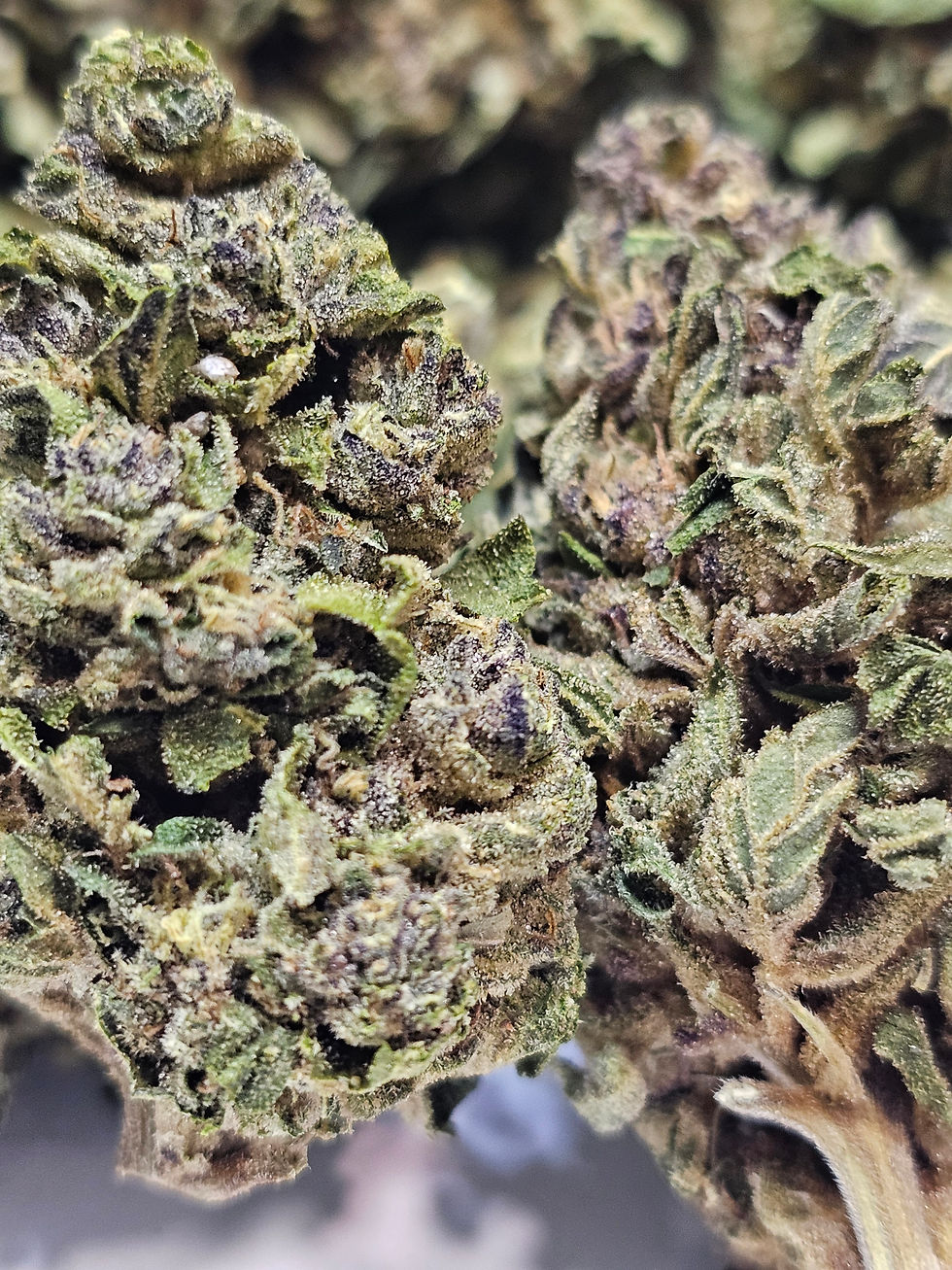 Thumbnail: 1oz - NIMBUS - HIGH - HYB 50/50 - (AimHighGrow)