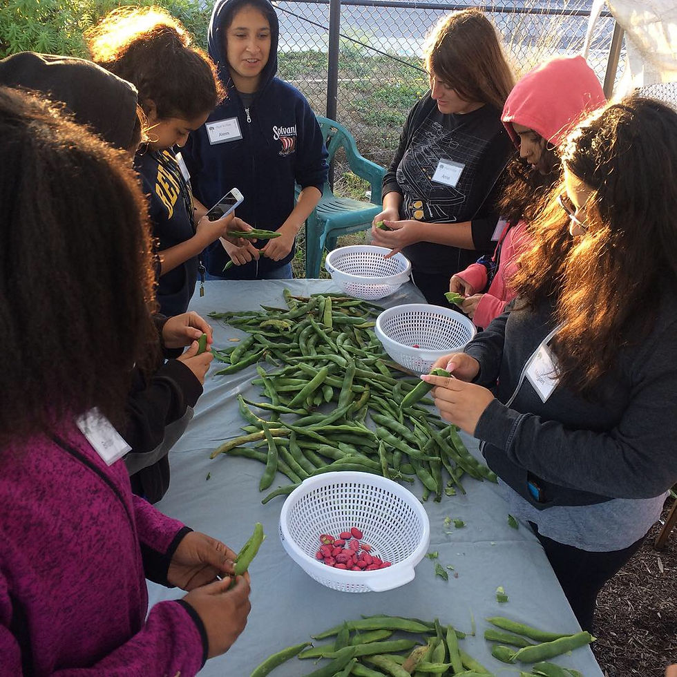 Plant to Plate interns sorting fresh green beans at a table outdoors.