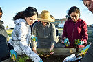 Plant to Plate interns and mentor gardening together in raised beds.