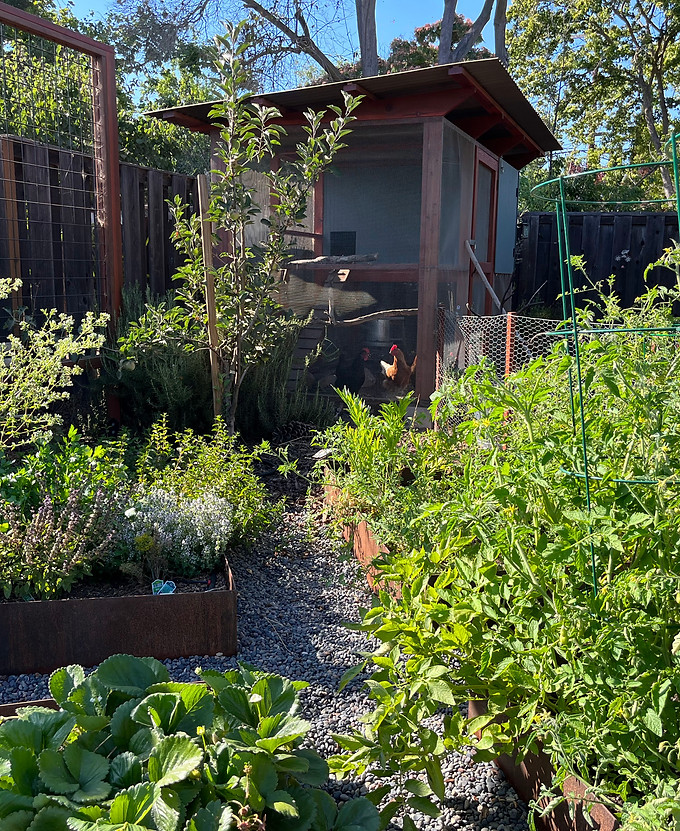 sustainable gardening, drought resistant plants, waterwise plants, drough ready landscaping