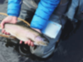 獲れたての魚