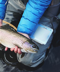 Du poisson fraîchement pêché