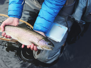 Angler holding a trout over a landing net during a fly‑fishing session.