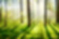 Uckfield, Crowborough, east grinstead tree surgeon