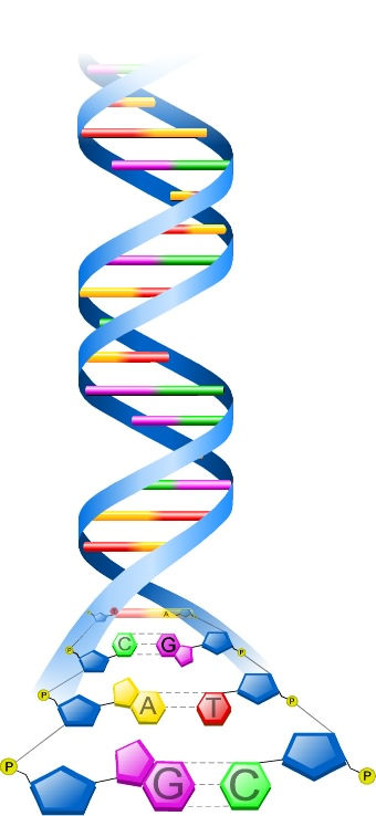 DNA 1