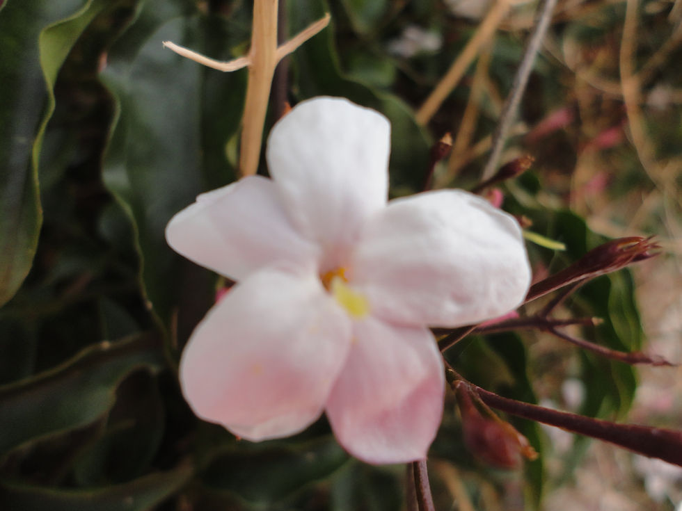 Flor de Jasmim