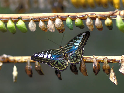 Le CHANGEMENT par l’ACTION