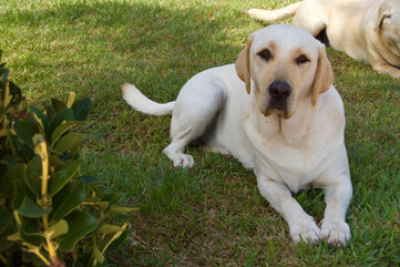 Roxanne - One of 3 friendly dogs.jpg