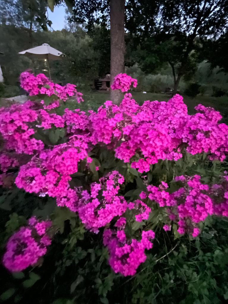 СНТ "Княжино"