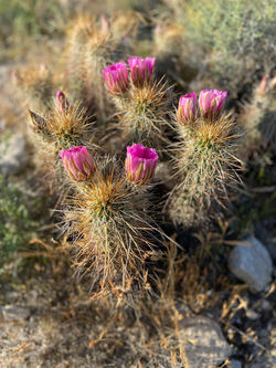 USA: Kaktus in Arizona