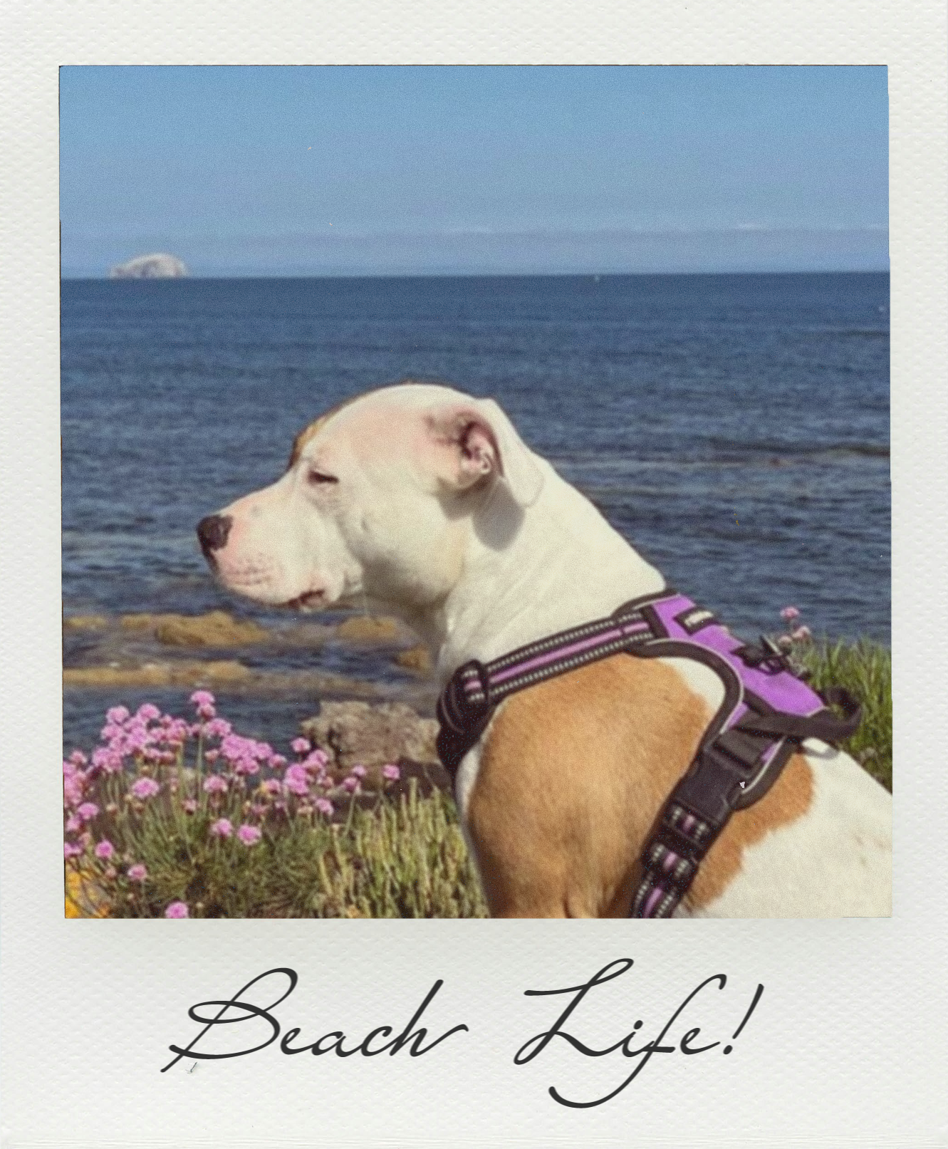 Sara's dog, Keeva, at the beach.