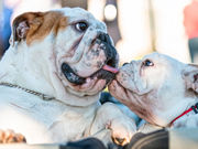 Making Perfect Matches At MidAtlantic Bulldog Rescue