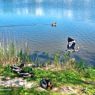 Blue Heron Mallard Ducks Lake Silver Belmar NJ