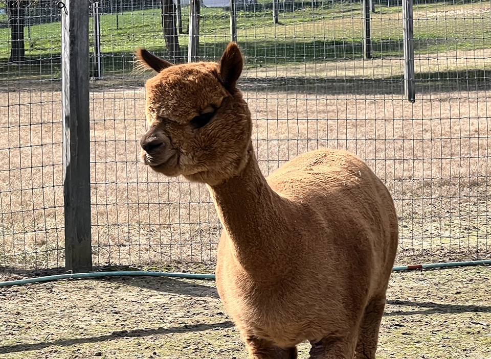Arrow Acres Alpaca Farm Wall NJ