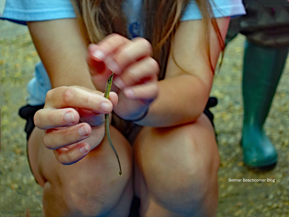 Pipefish | Littoral Society Seining Event | Belmar NJ