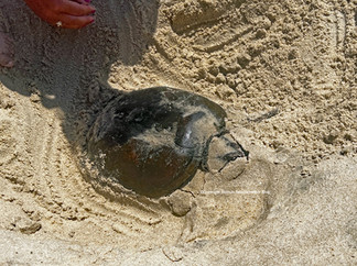 Snapping Turtle In Sand Trap Belmar Beach