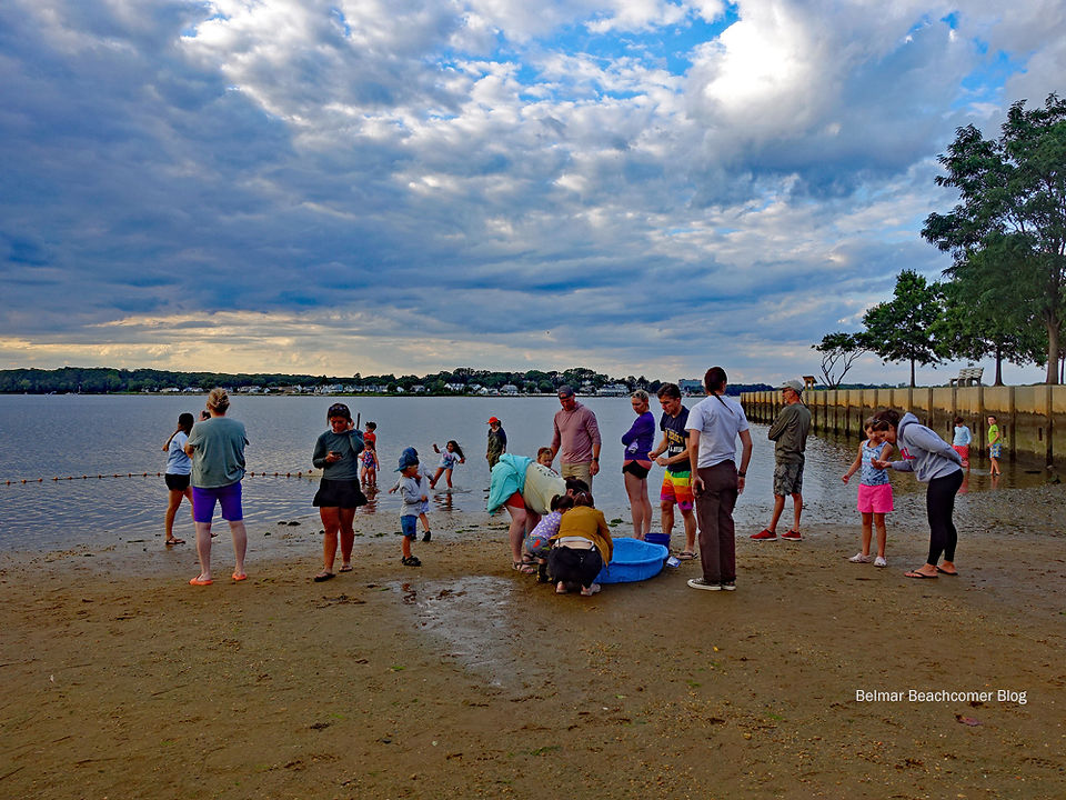 Shark River Cleanup Coalition Sunset Seining