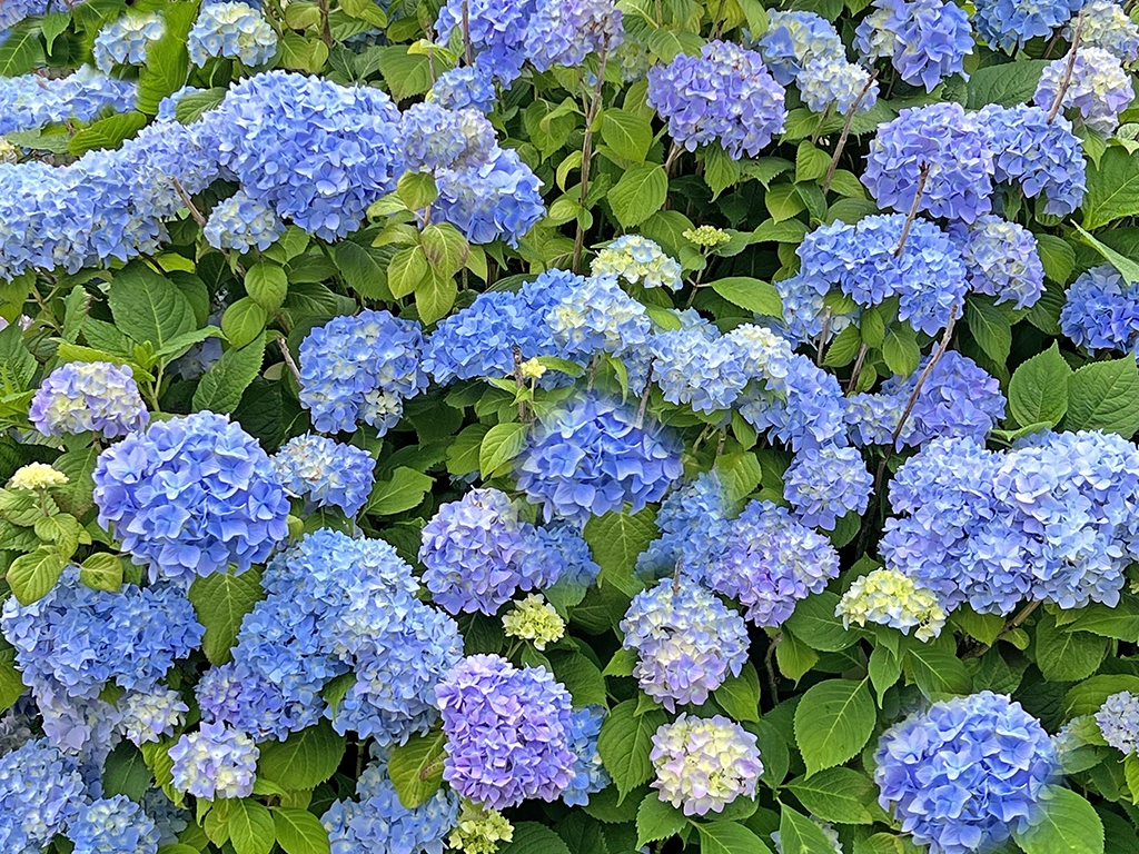 Blue-Hydrangea-Cottage-Rental-Belmar-NJ-6501.webp