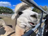 Area Attractions: Arrow Acres Alpaca Farm