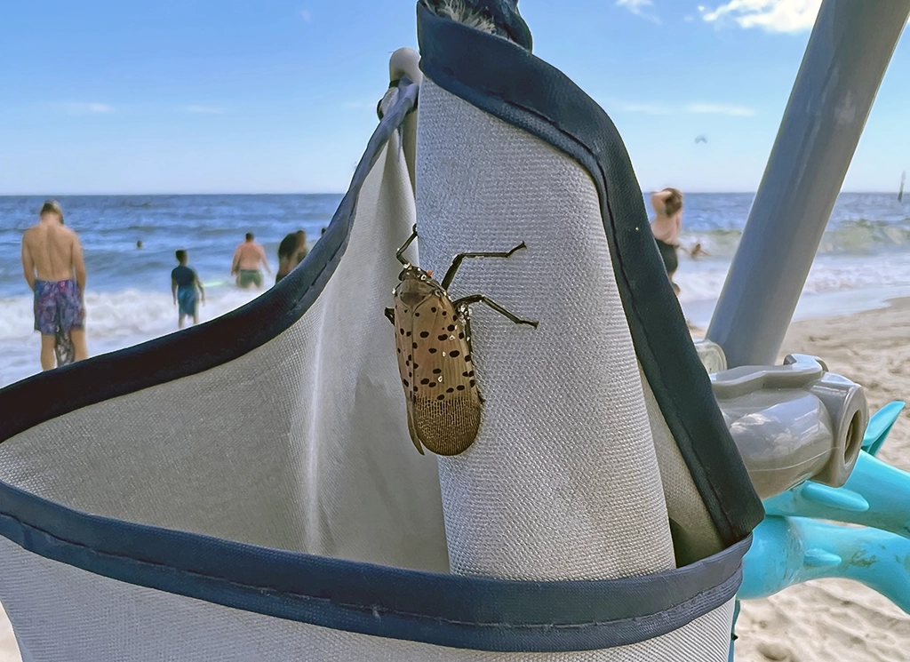 Spotted Lanternfly Belmar Beach