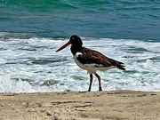 Protecting Endangered Beach Nesting Birds In Belmar