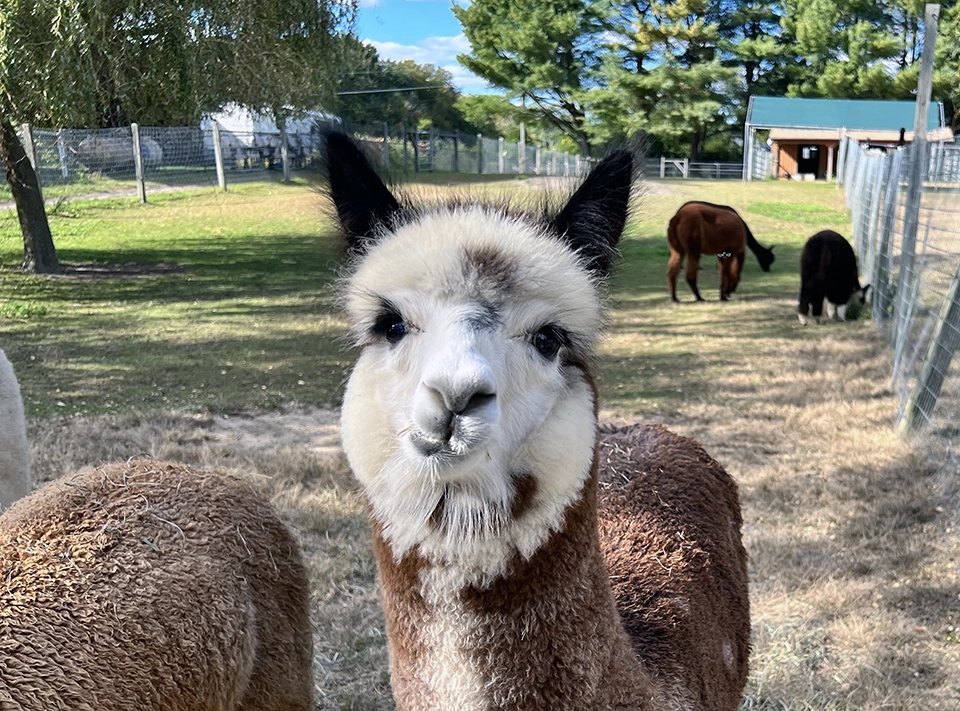 Arrow Acres Alpaca Farm