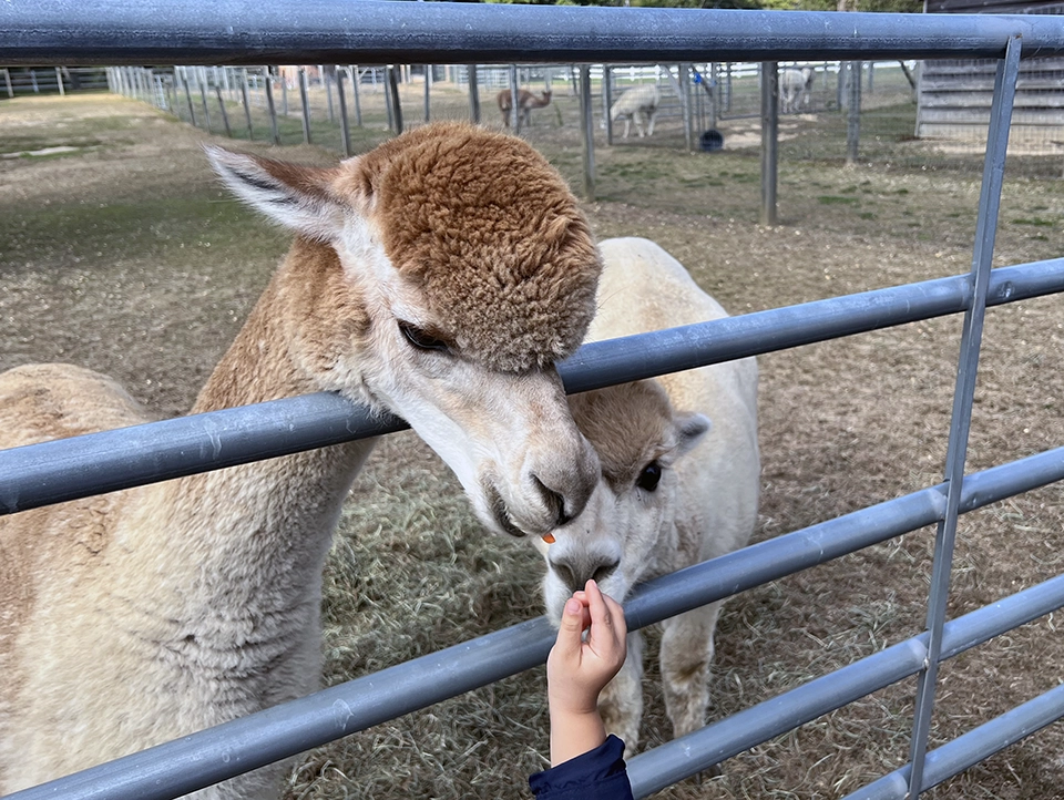 Arrow Acres Alpaca Farm