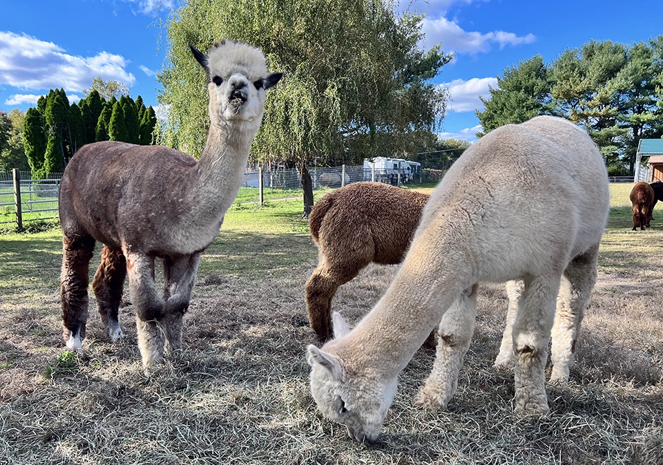 Arrow Acres Alpaca Farm Wall NJ