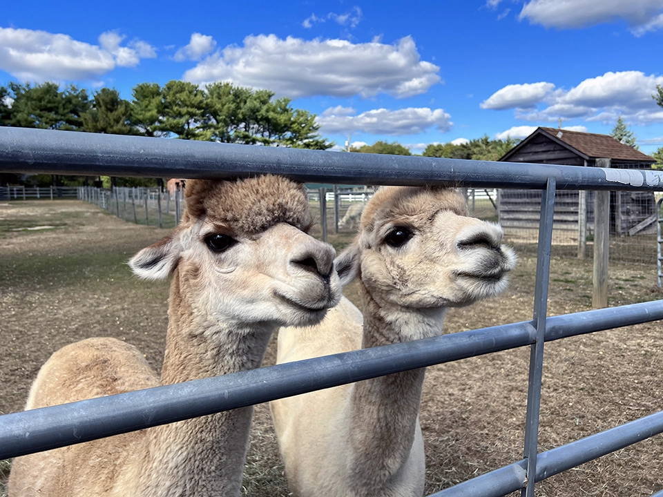 Arrow Acres Alpaca Farm Wall NJ