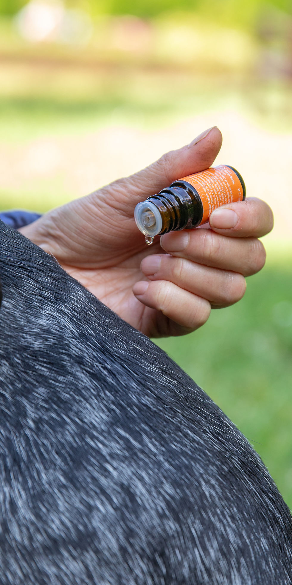 Eine Frauenhand hält ein Fläschchen mit einem ätherischen Öl und tropft es auf einen Hunderücken.