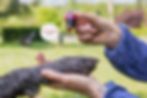 Duftbasierte Interventionen im Hundetraining