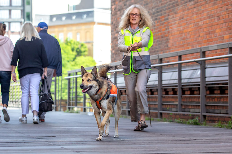 Eine Frau beim Mantrailing mit ihrem Hund in der Hafen City Hamburg. Teamarbeit im Trail: Orientierung, Ruhe und Vertrauen zwischen Mensch und Hund