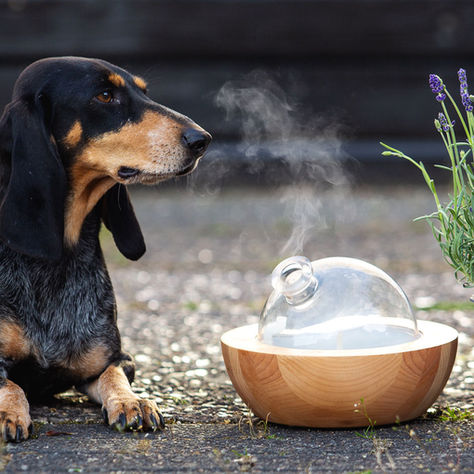 Von der Idee zur Verhaltensaromatologin – und wo der Unterschied zur Aromatherapie für Hunde ist