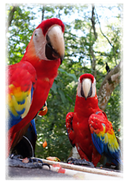 コンゴウインコ.webp